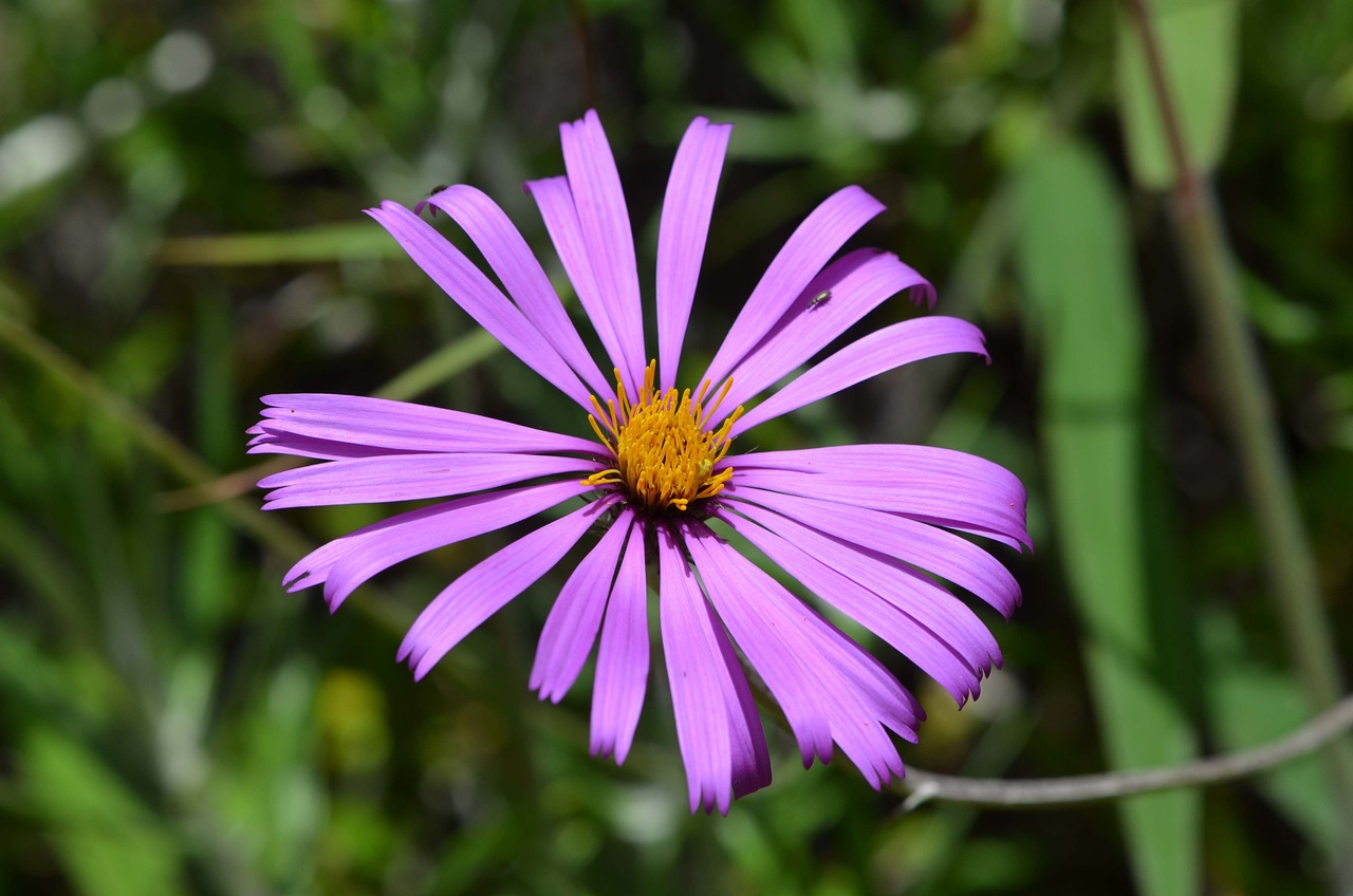 Biodiversity and Ecotourism: Friends or Foes?